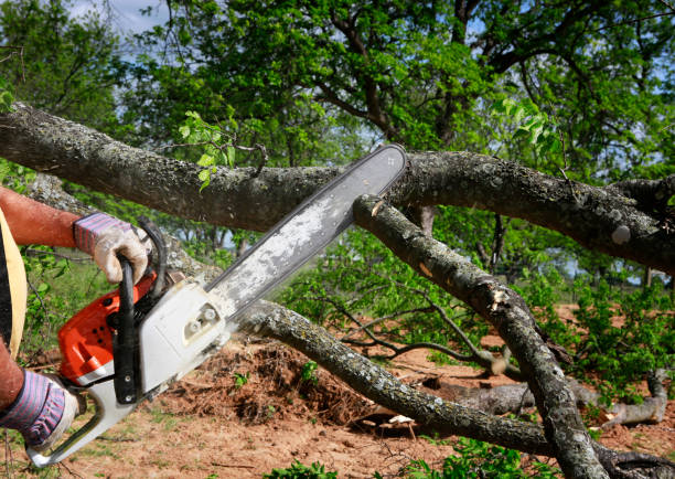 Best Tree Trimming and Pruning  in Bloomingburg, OH