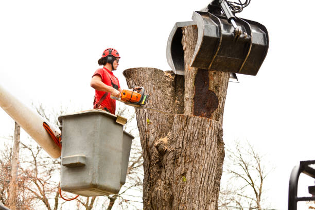 Bloomingburg, OH Tree Services Company